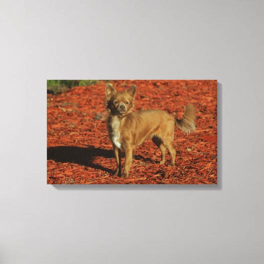 Chihuahua die naar camera kijkt canvas afdruk (Voorkant)