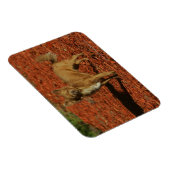 Chihuahua die naar camera kijkt magneet (Rechterzijde)