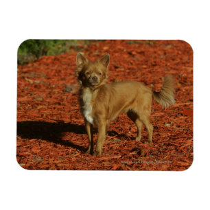 Chihuahua die naar camera kijkt magneet