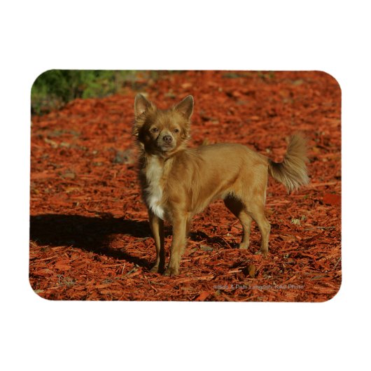 Chihuahua die naar camera kijkt magneet (Horizontaal)