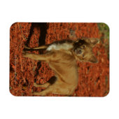 Chihuahua die naar camera kijkt magneet (Horizontaal)