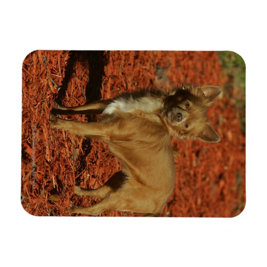 Chihuahua die naar camera kijkt magneet (Horizontaal)