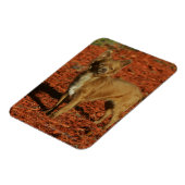 Chihuahua die naar camera kijkt magneet (Linkerzijde)