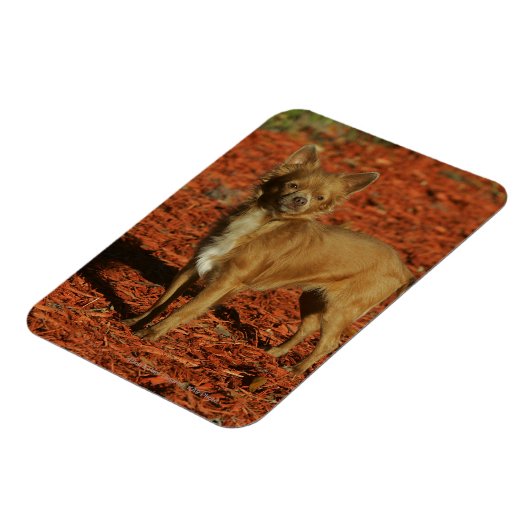 Chihuahua die naar camera kijkt magneet (Linkerzijde)