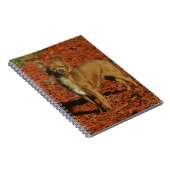 Chihuahua die naar camera kijkt notitieboek (Rechterzijde)