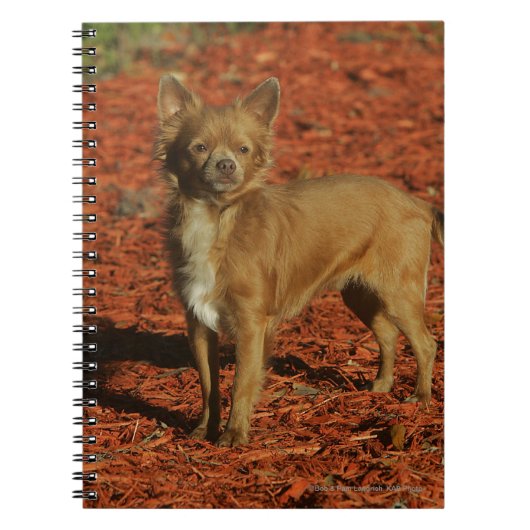 Chihuahua die naar camera kijkt notitieboek (Voorkant)