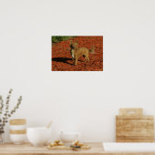 Chihuahua die naar camera kijkt poster (Keuken)