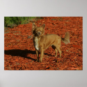 Chihuahua die naar camera kijkt poster