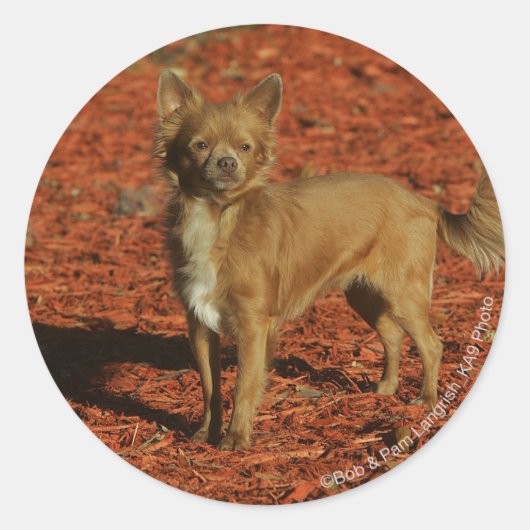 Chihuahua die naar camera kijkt ronde sticker (Voorkant)