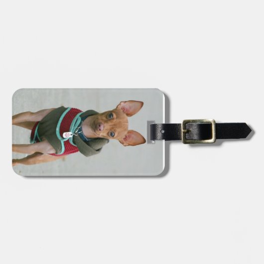 Chihuahua dog bagagelabel (Voorkant horizontaal)