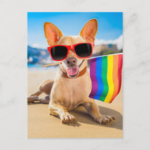 Chihuahua Dog bij het strand Briefkaart