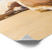 Chihuahua Dog bij het strand Poster (Hoek)
