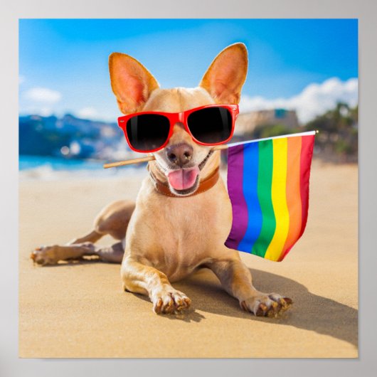 Chihuahua Dog bij het strand Poster (Voorkant)