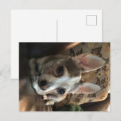 Chihuahua Dog Briefkaart (Voorkant / Achterkant)