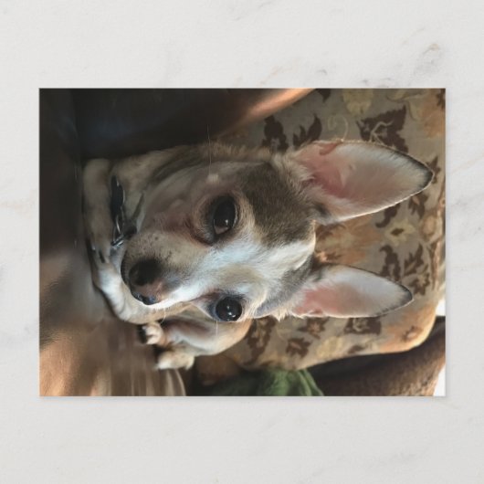 Chihuahua Dog Briefkaart (Voorkant)