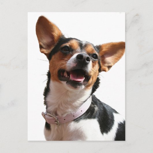 Chihuahua Dog Briefkaart (Voorkant)