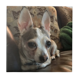 Chihuahua Dog Ceramic Tile Tegeltje
