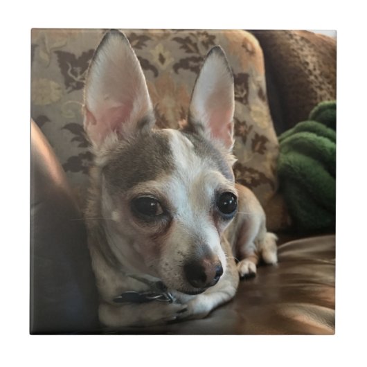 Chihuahua Dog Ceramic Tile Tegeltje (Voorkant)