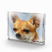 Chihuahua Dog. Fotoblokken (Rechts)