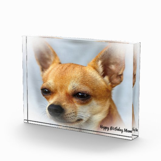 Chihuahua Dog. Fotoblokken (Rechts)