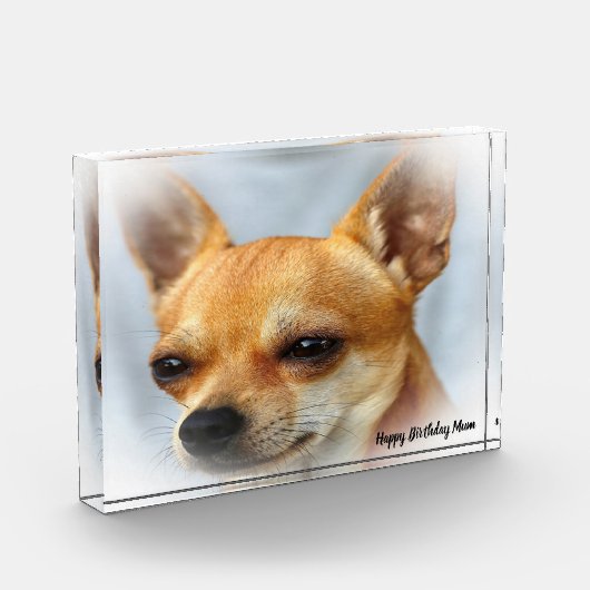 Chihuahua Dog. Fotoblokken (Links)