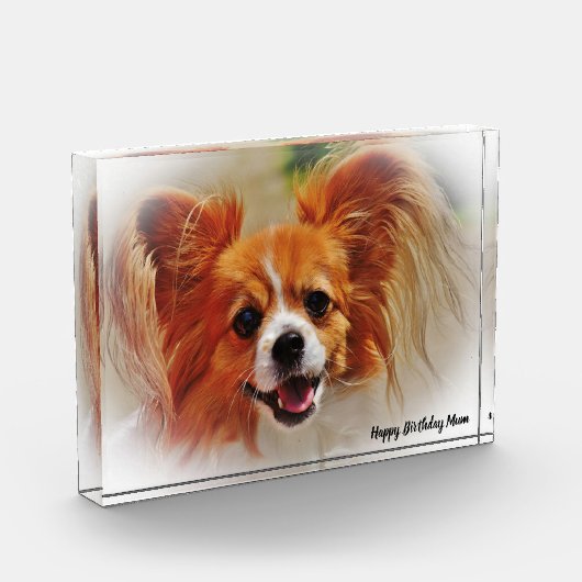 Chihuahua Dog. Fotoblokken (Links)