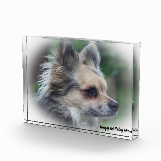 Chihuahua Dog. Fotoblokken (Rechts)