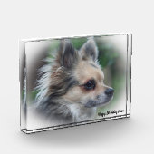 Chihuahua Dog. Fotoblokken (Links)