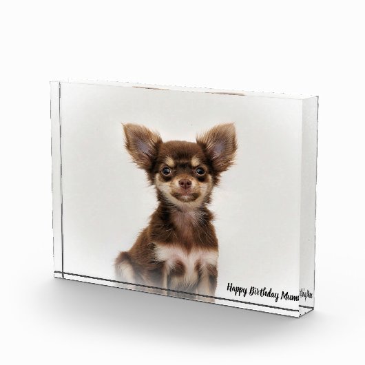 Chihuahua Dog. Fotoblokken (Rechts)