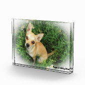 Chihuahua Dog. Fotoblokken (Rechts)