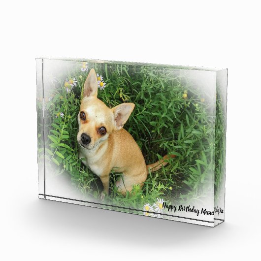 Chihuahua Dog. Fotoblokken (Rechts)