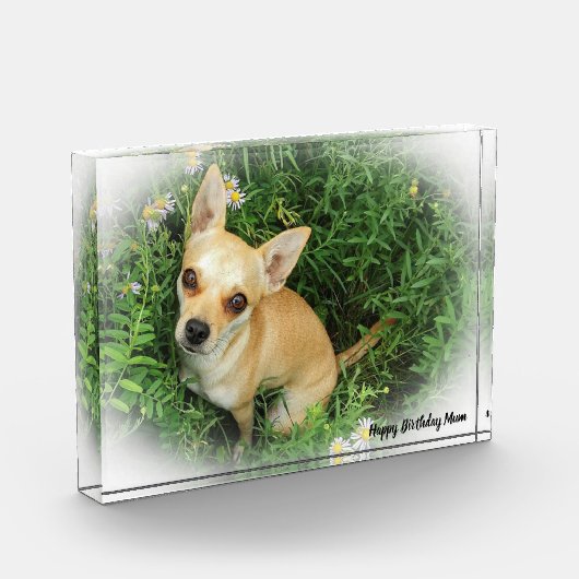 Chihuahua Dog. Fotoblokken (Links)