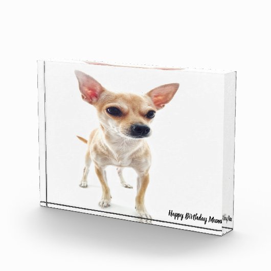 Chihuahua Dog. Fotoblokken (Rechts)