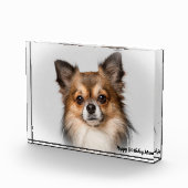 Chihuahua Dog. Fotoblokken (Rechts)