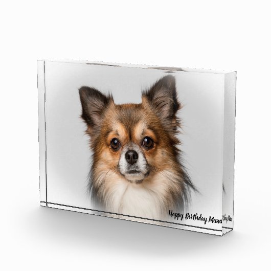 Chihuahua Dog. Fotoblokken (Rechts)