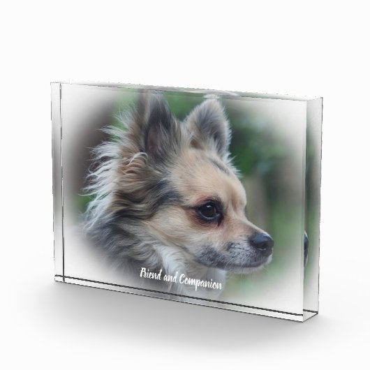 Chihuahua Dog. Fotoblokken (Rechts)