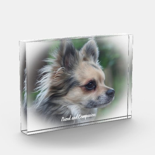 Chihuahua Dog. Fotoblokken (Links)