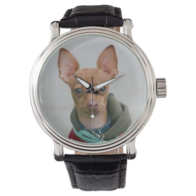 Chihuahua dog horloge (Voorkant)