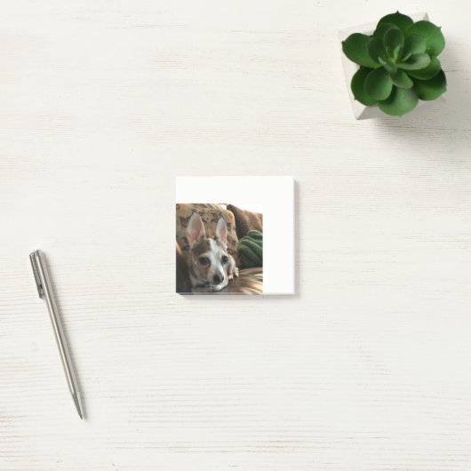 Chihuahua Dog Post Post-it® Notes (Kantoor)