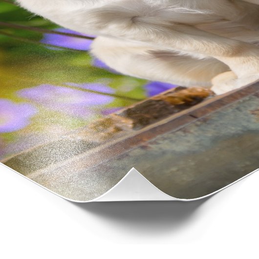 Chihuahua Dog Puppy met lange adem - Paperprint Foto Afdruk (Hoek)