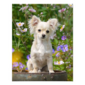 Chihuahua Dog Puppy met lange adem - Paperprint Foto Afdruk (Voorkant)