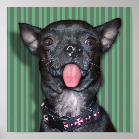 Chihuahua Dog Tongue Poster (Voorkant)