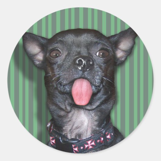 Chihuahua Dog Tongue Ronde Sticker (Voorkant)
