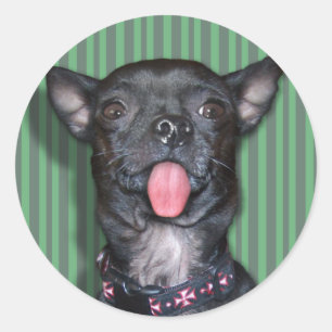 Chihuahua Dog Tongue Ronde Sticker