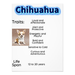 Chihuahua eigenschappen en levensduur foto afdruk