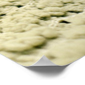 Chihuahua en Maltese puppy Poster (Hoek)