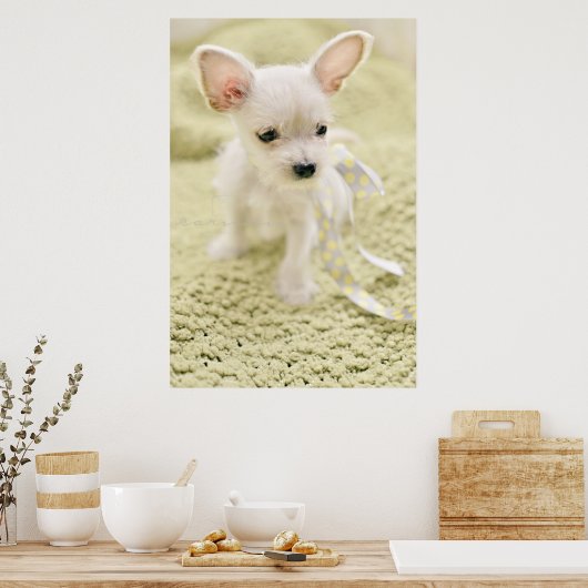 Chihuahua en Maltese puppy Poster (Keuken)