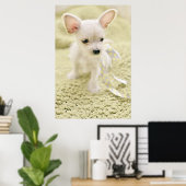 Chihuahua en Maltese puppy Poster (Thuiskantoor)