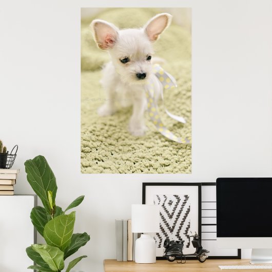 Chihuahua en Maltese puppy Poster (Thuiskantoor)