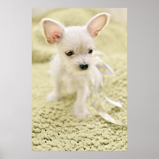 Chihuahua en Maltese puppy Poster (Voorkant)